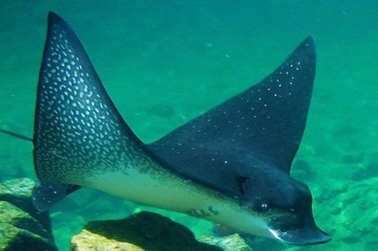 存在于地球上的6大外星生物有点可怕