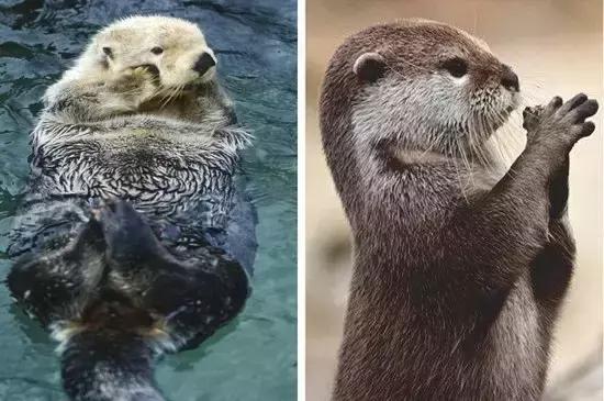 水獭海獭河狸海狸水豚谁来救救脸盲的我