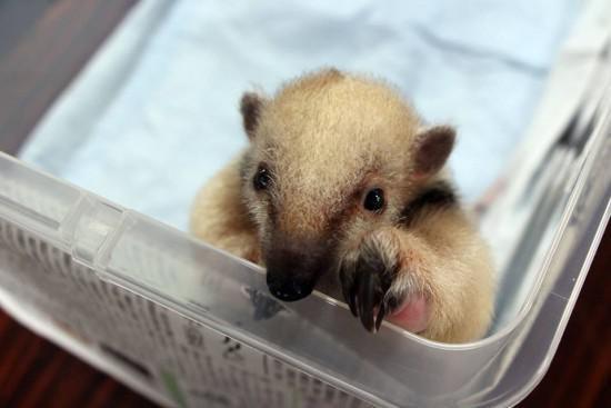 没想到食蚁兽宝宝可以这么萌!