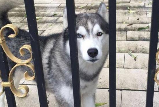 哈士奇被关在门外,二哈:铲屎的,不开门我就让大家知道你虐狗