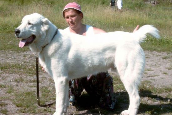 其貌不扬的中亚牧羊犬战斗力惊人秒杀藏獒