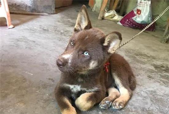 花了三百块买了一只"阴阳眼"狗狗回来,这种狗狗能带来福运吗?