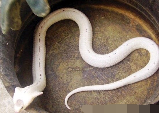 男子上山捡到一条怪蛇,通体雪白,众人纷纷称:百年蛇精