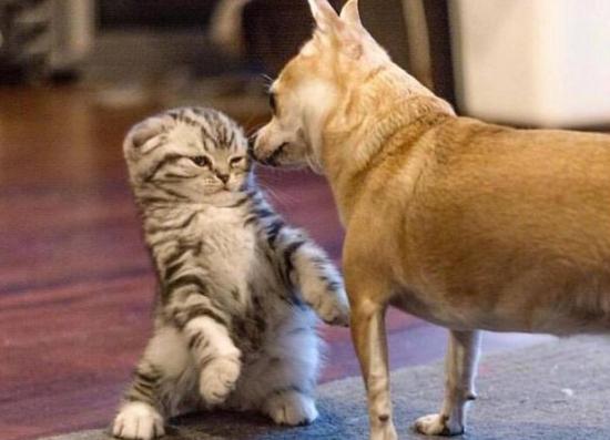 宠物狗亲了猫咪后,没想到竟换来了一顿胖揍,场面不禁让人笑喷!