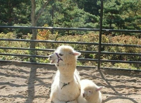 一看就是亲生的,小羊驼和妈妈神同步,连睡觉的姿势都一模一样