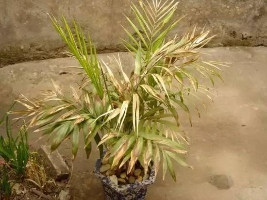 为什么家里养的散尾葵那么容易叶黄怎么才能常年翠绿