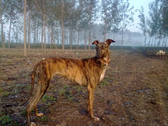 郎世宁画笔下的中国猎犬欣赏大全