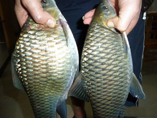 这鱼叫"清波"野生力道大,把线拉得呼呼响