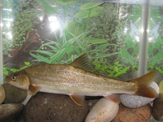 世界上最贵的鱼类第四种卖6000一斤一般人吃不起