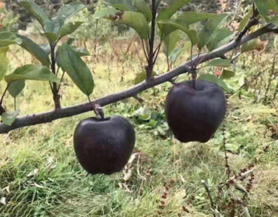 八年才结果的黑苹果,一个售价就150块钱,你有