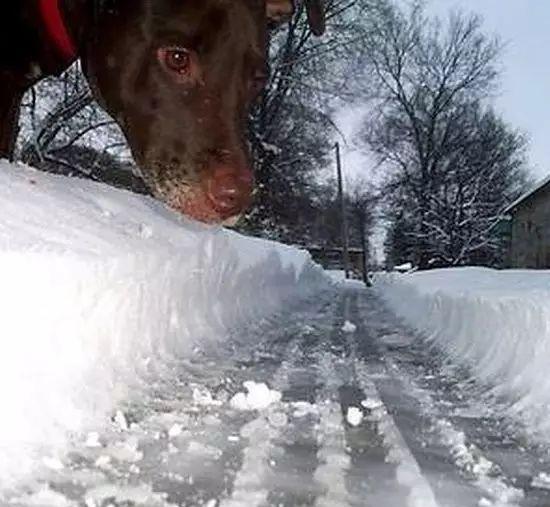 趣|这些狗狗成精啦,个头比房子还大!