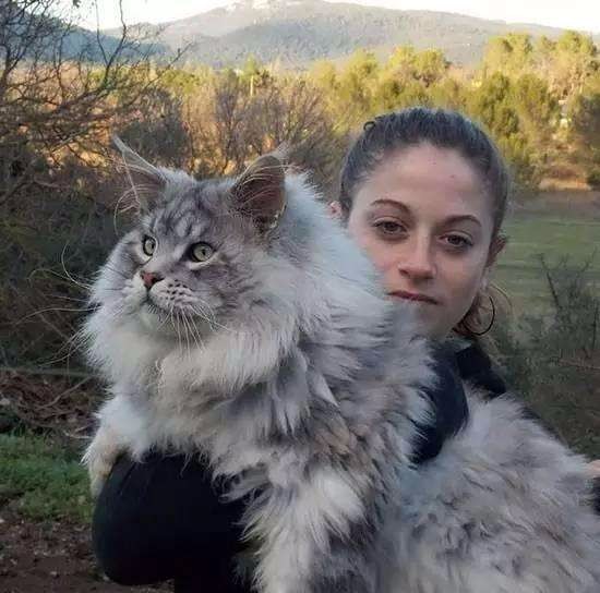 世界上最大的猫(世界上最大的猫是什么猫)