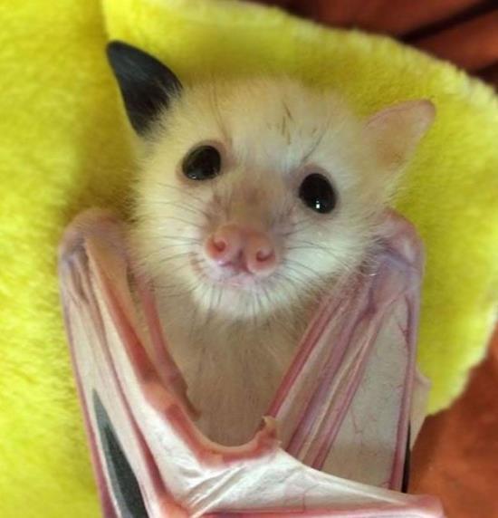 男子野外抓到"奶牛蝙蝠",模样超萌让人忍不住想摸一摸