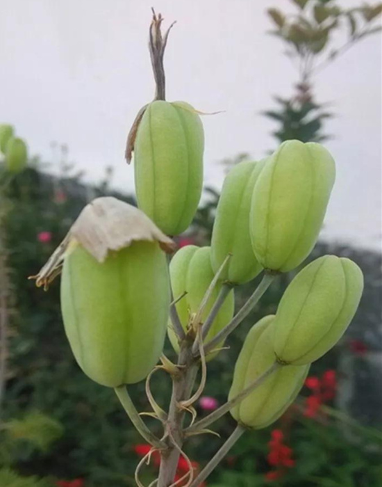 适当给芦荟补充光照,还能促进它开花,花朵授粉成功之后还能结出芦荟