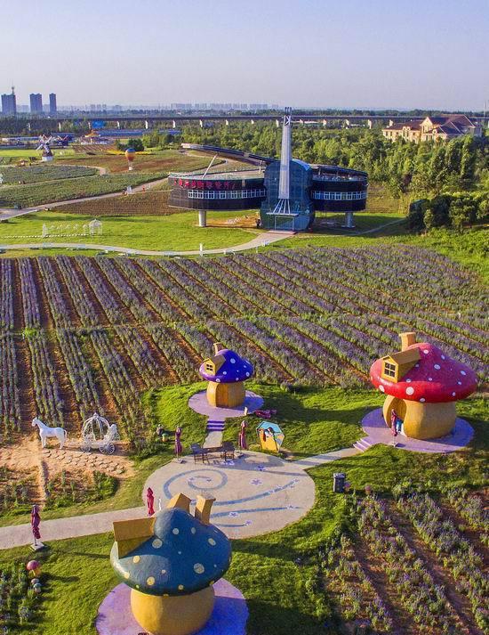 洛阳薰衣草庄园,香草庄园里的浪漫生活