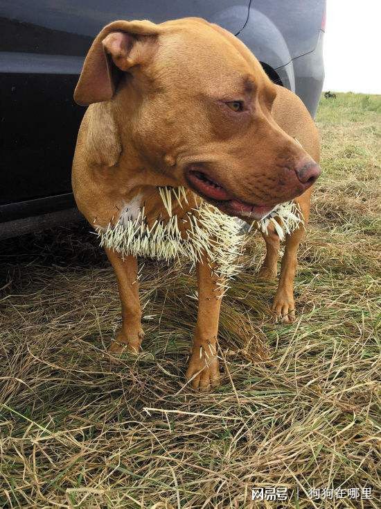 那些年,被豪猪刺过的汪星人,求狗狗心理阴影面积