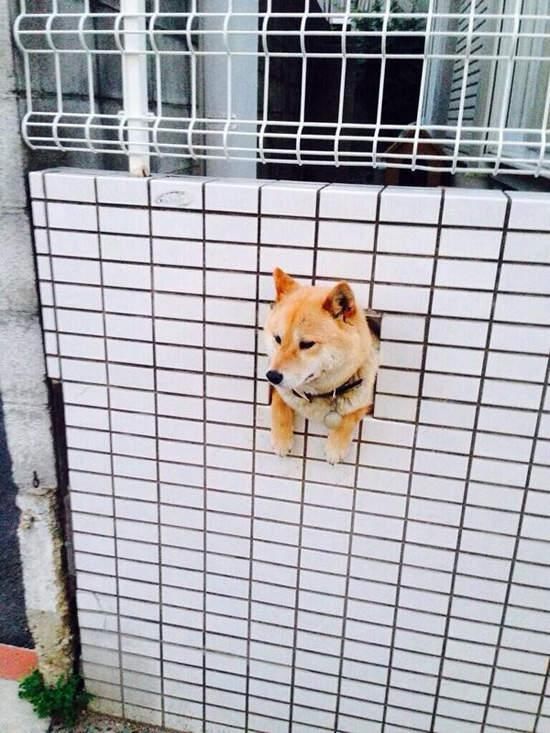 墙壁洞里的汪,这样探头出来是想找人玩吗