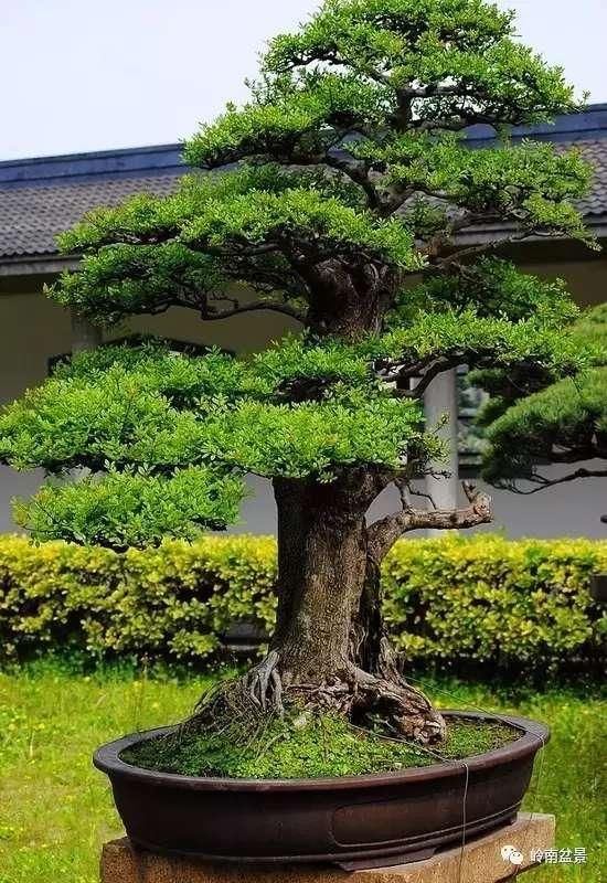 将军把门, 家宅安宁! 一组干身挺拔,造型雄厚将军树盆景欣赏