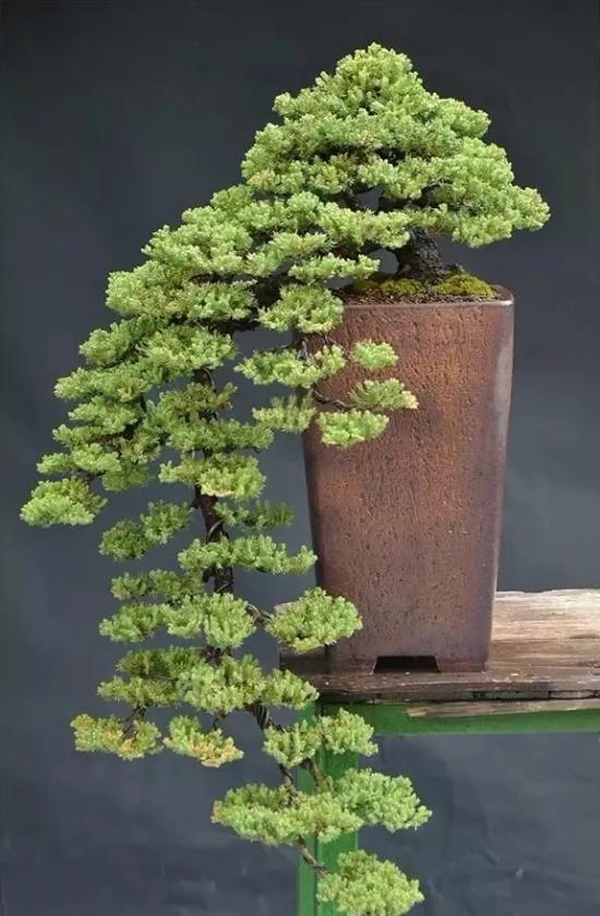 最贵的盆景一盆好的盆栽也可以价值连城