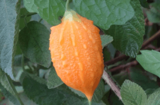 农村里才有的山苦瓜有什么功效和作用