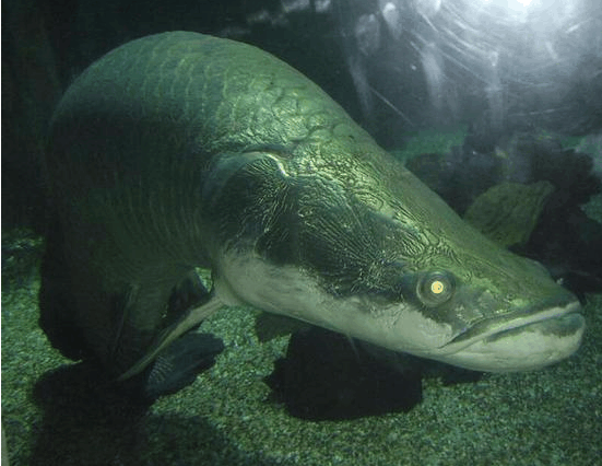 鲇鱼|亚马逊|食人鱼_新浪新闻
