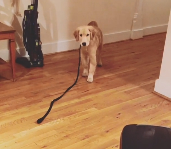 金毛发现牵引绳一直"跟踪"它,一脸害怕的表情让人笑喷