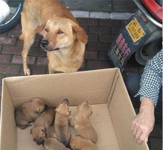 大黄|土狗|小狗_新浪新闻