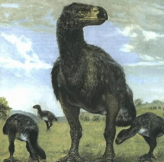 盘点远古时期的四大巨鸟, 2.5米高的泰坦鸟竟排