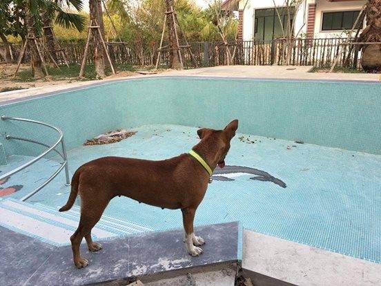 泰国河畔的忠犬小八,每天到码头等主人回来