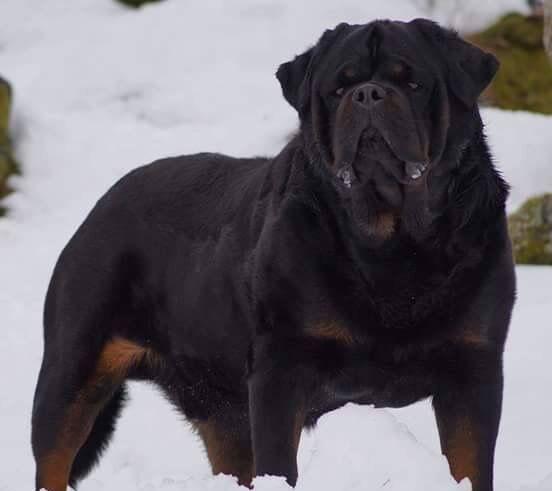 世界最强防暴犬——罗威纳犬:小偷的克星,强盗的恶魔