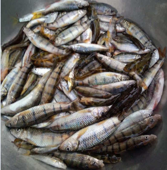 山溪野钓四小时拉得手臂发酸,哪位老钓友帮助鉴定下这是什么鱼