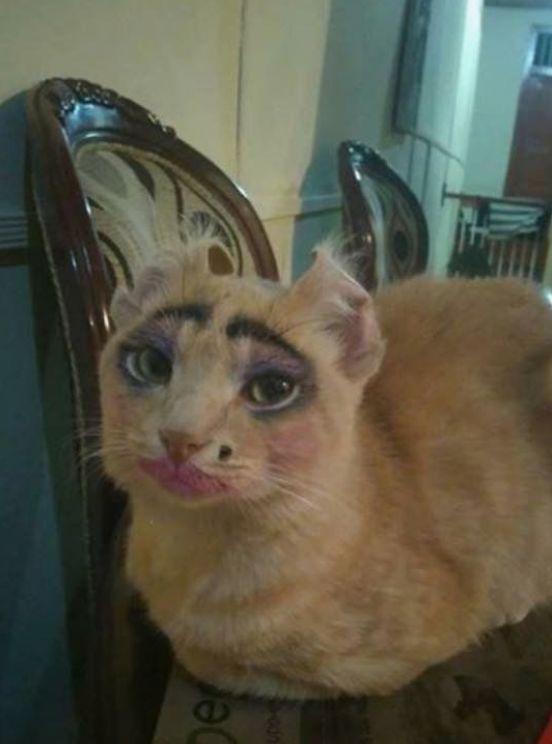 喵星人,把你化妆成这样,是爱你最好的证明了