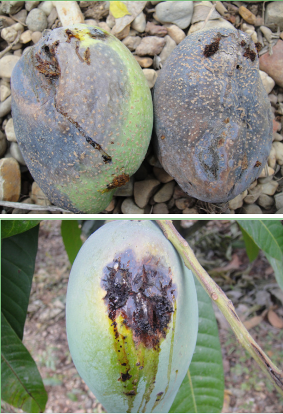 芒果细菌性角斑病到底难治在哪