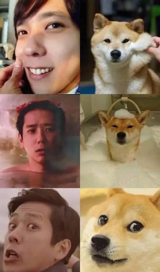 狗界"黄渤"青岛贵妇之柴犬