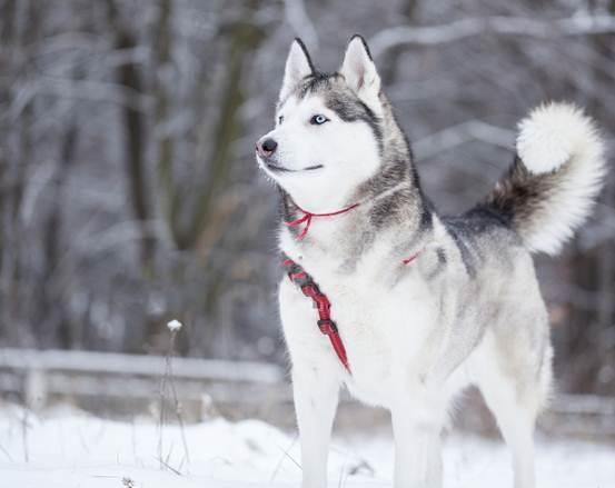 4,奇努克犬(chinook dog)这也是一种非常稀有的雪橇犬种,目前存活不到