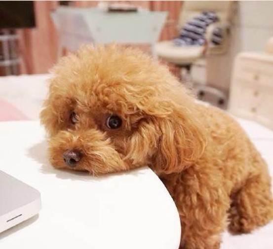 不耍流氓的狗狗不是好狗,关于流氓狗的爬跨行为你可能真的不了解