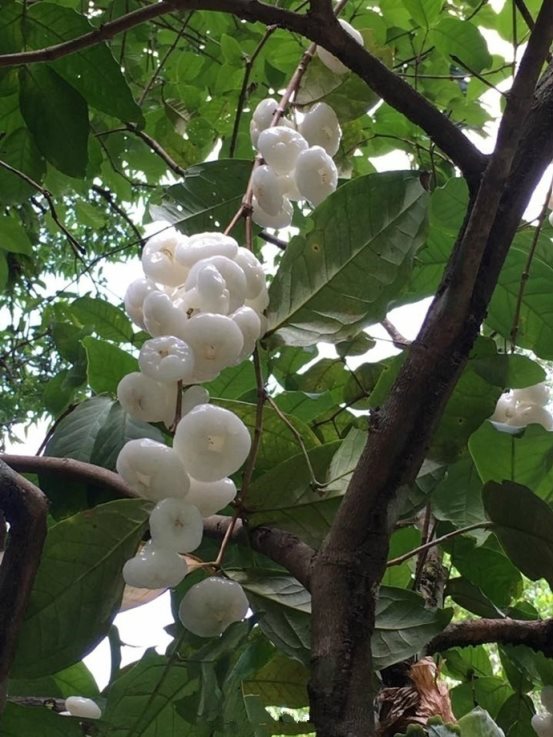 白色的莲雾吃过吗?龙宫果又是啥?泰国竟然有