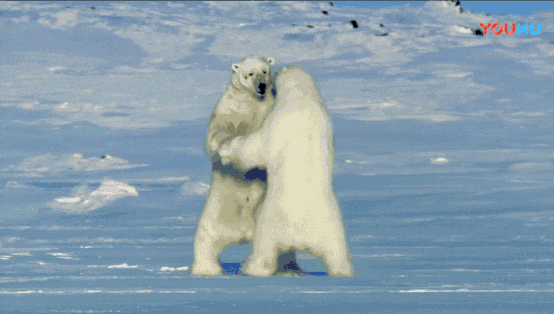 谁知半路又杀出个大白熊加入pk二者为博红颜一笑展开激烈的battle可能