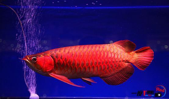 观赏鱼当中五大高手谁吃鱼最厉害,请看吃鱼战力排行榜!