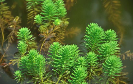 水塘里种这些植物,能做饲料,还能净化水体,猪场鱼塘都能种