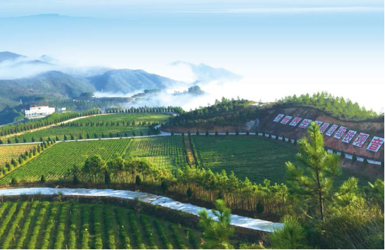 中闽魏氏茶叶-助力2017环泉州湾国际公路自行