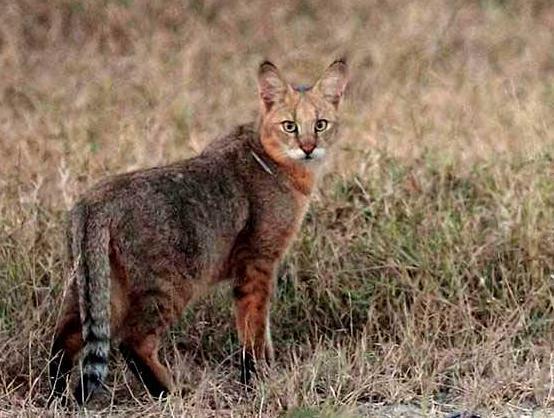 传说中它是猫也喜欢吃猫,敢和狗搏斗