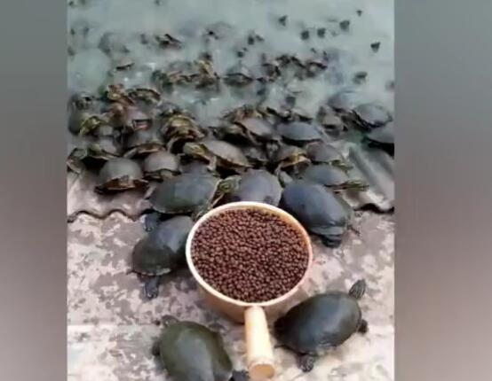 繁殖场养有上万只王八,到吃饭的时候,场面超壮观!