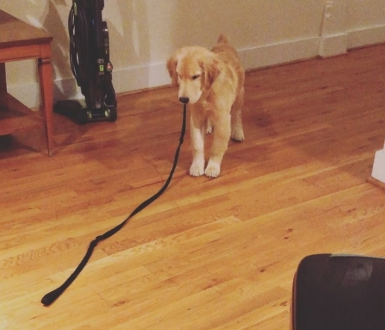 金毛发现牵引绳一直"跟踪"它,一脸害怕的表情让人笑喷