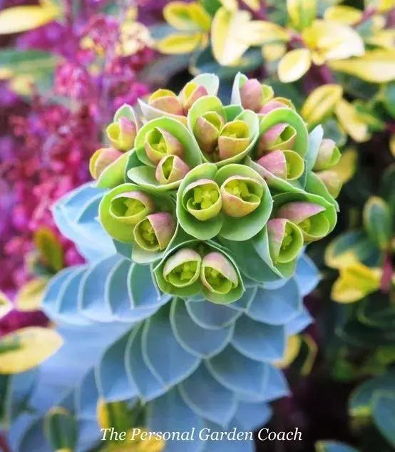 奇花奇花太罕见了一辈子难得见一回