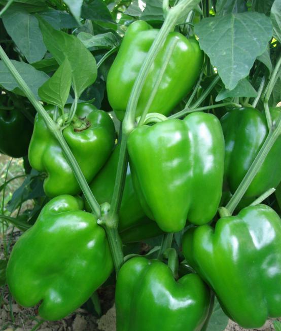 鲜灼欲滴的辣妹子—代县辣椒