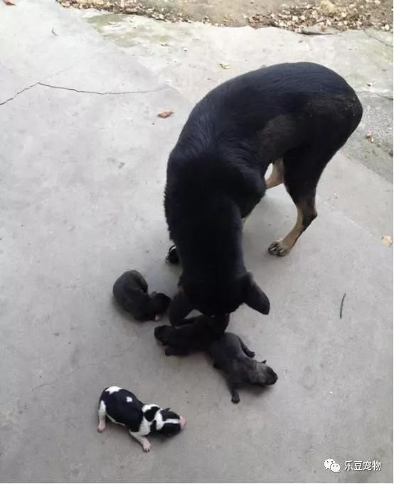 狗妈妈把刚出生的狗宝宝叼着亲自送走,只为回报人们的救命之恩!