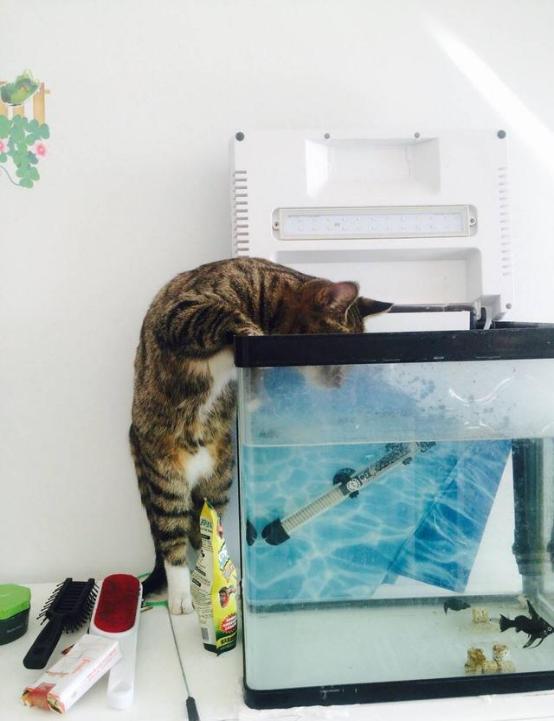 看喵星人偷吃东西时的搞笑样子,平时的高冷形象早已不再