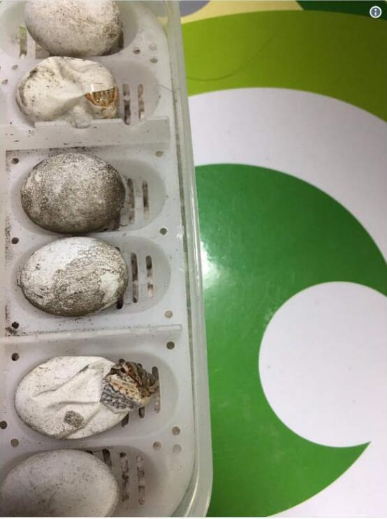 推特疯传这张鬃狮蜥连体婴的照片,紧紧抱在一起出生的画面太可爱