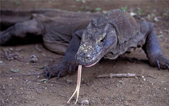 揭秘眼镜王蛇的三大天敌即使没有平头哥有它们就足够了